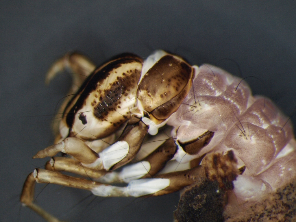Agrypnia pagetana